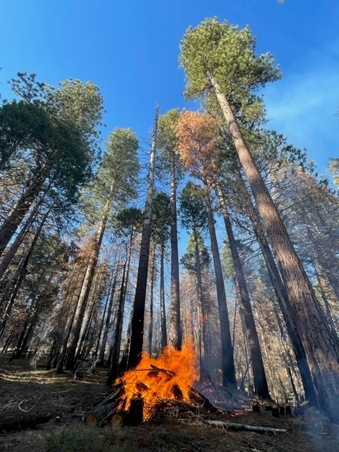 Orange flames emerge from a burn pile of logs and brush at the foot of tall sequoia trees