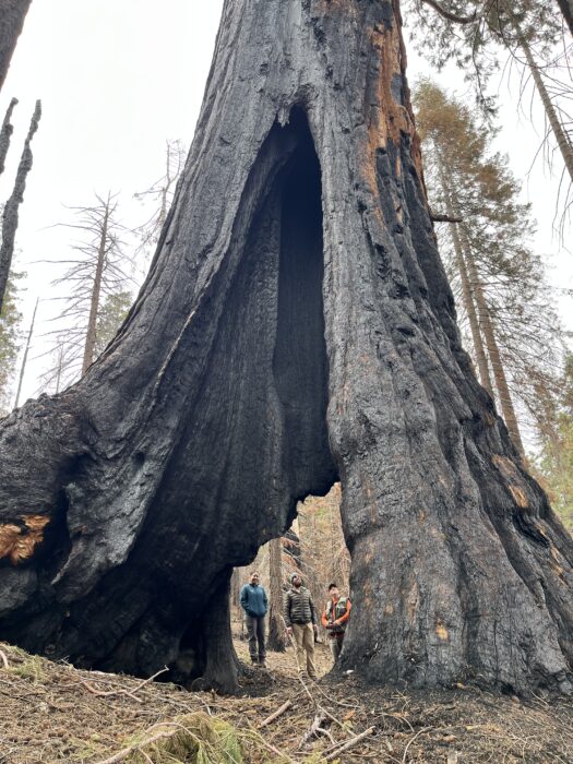 Three people in the distance peer through a blackened, fire-carved hollow in a giant sequoia tree