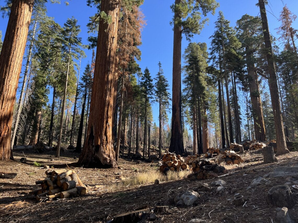 Tidy piles of cut logs and brush are stacked in front of the large, light-brown trunks of giant sequoia trees