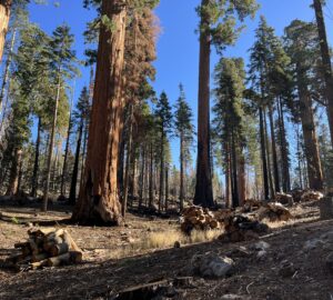 Tidy piles of cut logs and brush are stacked in front of the large, light-brown trunks of giant sequoia trees