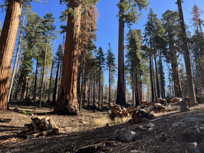 Tidy piles of cut logs and brush are stacked in front of the large, light-brown trunks of giant sequoia trees