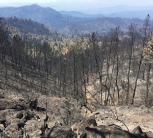 2020 wildfire aftermath at Big Basin Redwoods State Park