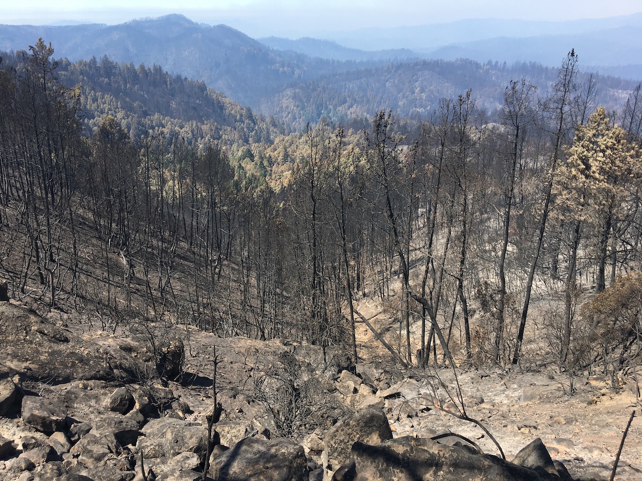 2020 wildfire aftermath at Big Basin Redwoods State Park