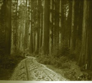 Historical sepia photo of coast redwoods in Humboldt County