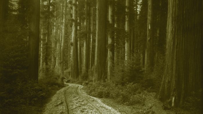 Historical sepia photo of coast redwoods in Humboldt County