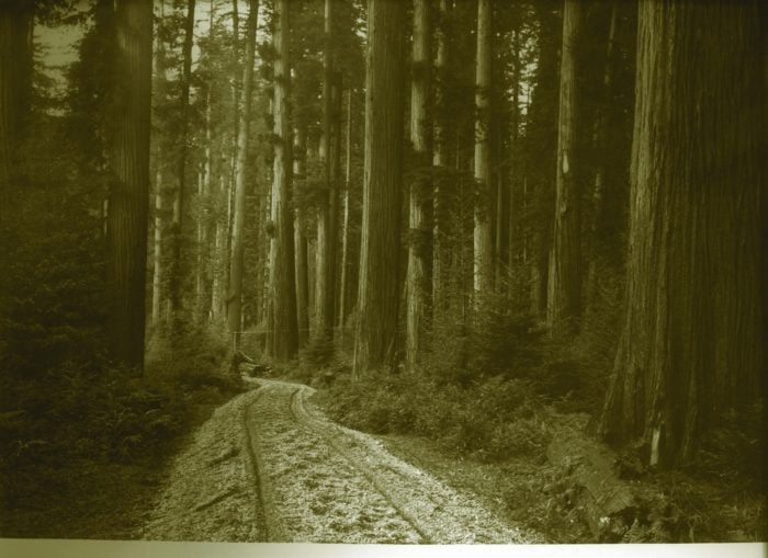 Historical sepia photo of coast redwoods in Humboldt County