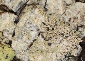 Loxosporopsis corralifera