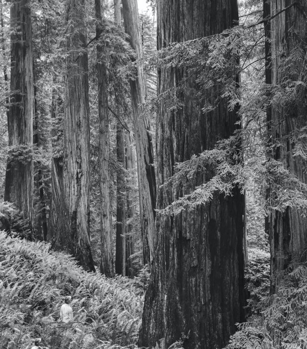 Black and white photo of a large coast redwood tree in a forest, with a person standing among large ferns next to the tree.