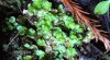 Lunularia cruciata