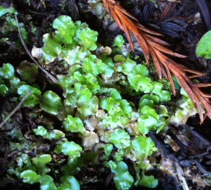 Lunularia cruciata