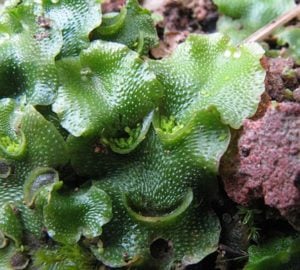 Lunularia cruciata. Photo by Jon Richfield (Own work) [CC BY-SA 3.0 (http://creativecommons.org/licenses/by-sa/3.0)], via Wikimedia Commons