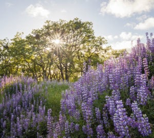 Lupine is a wildflower found in redwood forests. Photo by Max Forster.