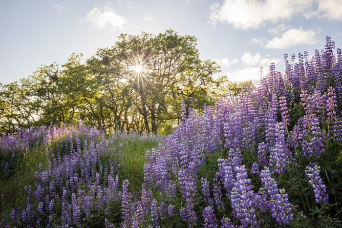 Lupine is a wildflower found in redwood forests. Photo by Max Forster.