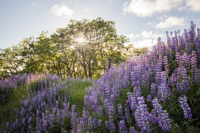 Lupine is a wildflower found in redwood forests. Photo by Max Forster.