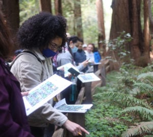 Students hold reference documents while studying plants in a redwood forest