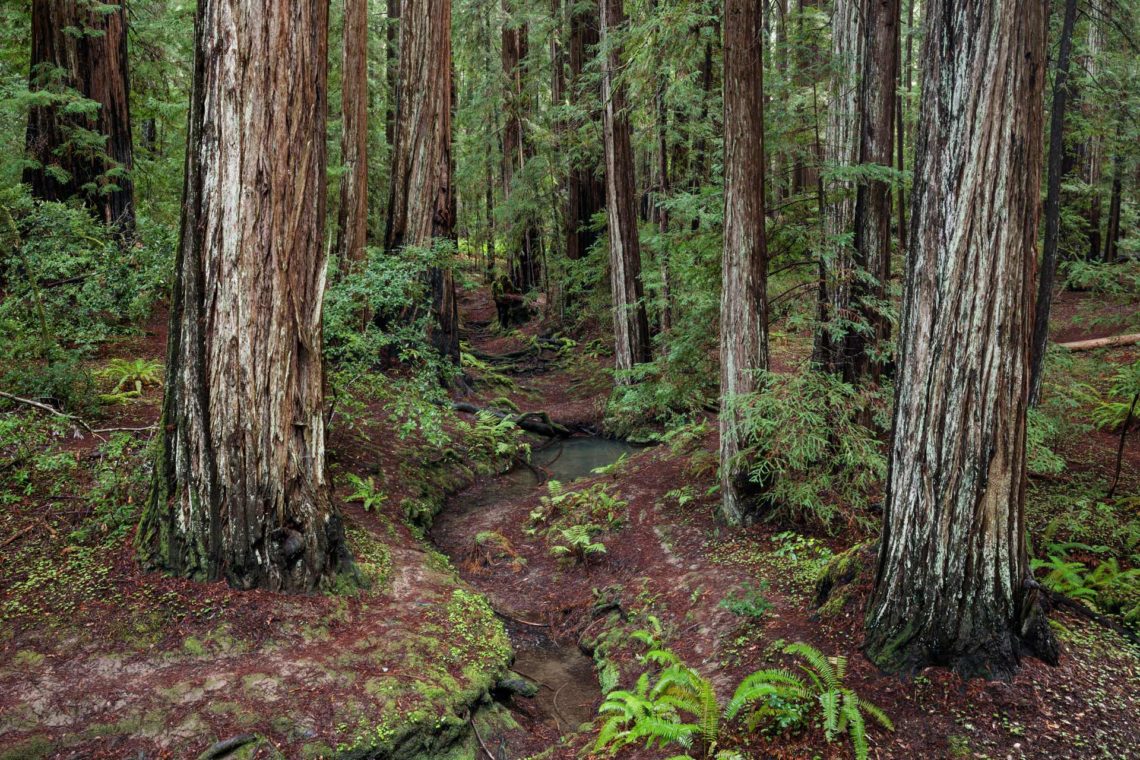 Save the Redwoods League