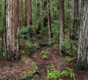 Montgomery Woods State Natural Reserve