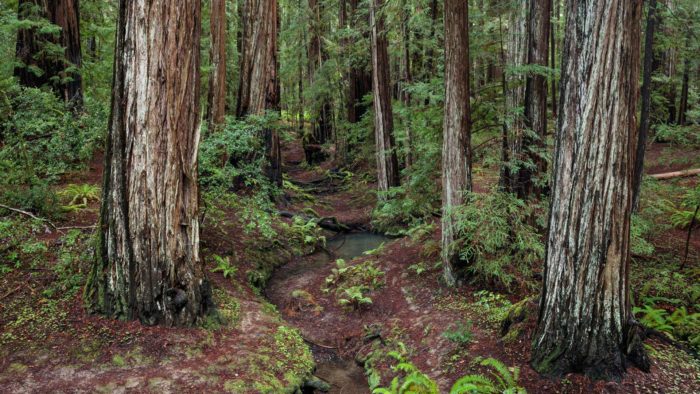 Support the Montgomery Woods Initiative