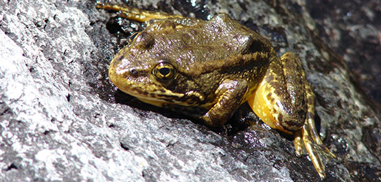 Mountain Yellow-legged Frog is listed as Endangered. Photo credit: Rick Kuyper, USFWS