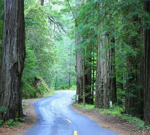 Mailliard Redwoods State Natural Reserve. Photo by David Baselt, RedwoodHikes.com