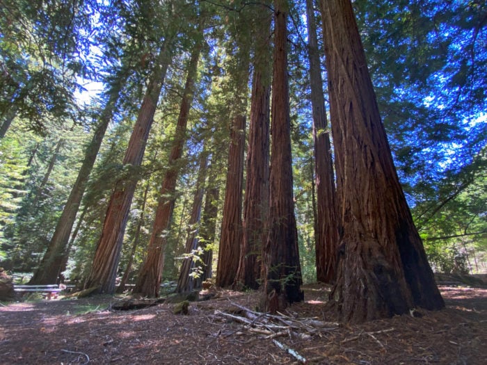 Redwood trees in the Cathedral Grove at Mailliard Ranch