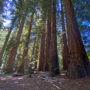 Save the Redwoods League closed the final phase of the Mailliard Ranch project in February 2021, protecting the property’s east ranch, including the 58-acre old-growth Cathedral Grove. Photo by Marcos Castineiras, Save the Redwoods League.