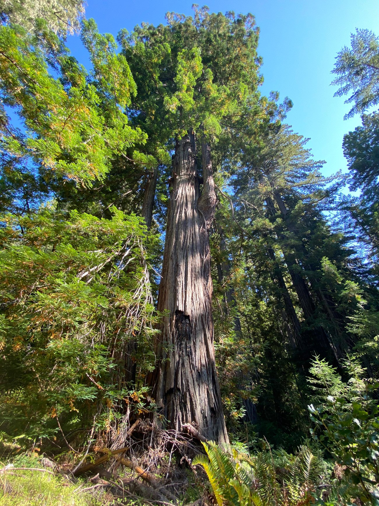 Giant redwood tree at Mailliard Ranch