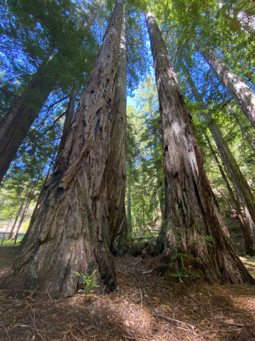 Redwood trees in the Cathedral Grove at Mailliard Ranch