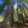 The 14,838-acre Mailliard Ranch in Mendocino County has two old-growth coast redwood groves, Cathedral Grove and Armstrong Grove. Photo by Marcos Castineiras, Save the Redwoods League.