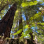 The 14,838-acre Mailliard Ranch in Mendocino County, protected by Save the Redwoods League. Photo by Marcos Castineiras, Save the Redwoods League.