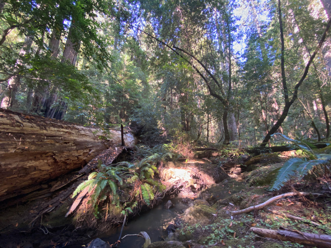 Cathedral Grove at Mailliard Ranch