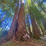 The 14,838-acre Mailliard Ranch in Mendocino County, protected by Save the Redwoods League. Photo by Marcos Castineiras, Save the Redwoods League.