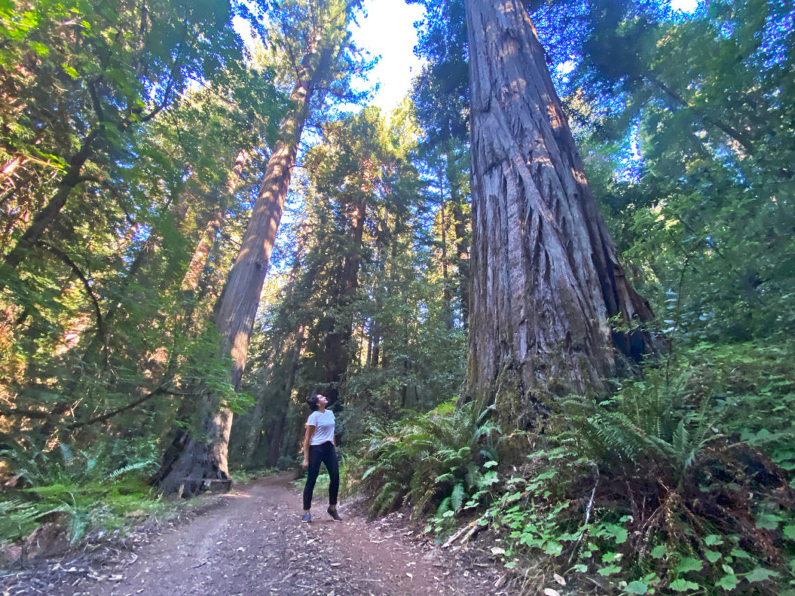 Woman walking among redwoods at Cathedral Grove at Mailliard Ranch