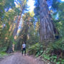 Save the Redwoods League closed the final phase of the Mailliard Ranch project in February 2021, protecting the property’s east ranch, including the 58-acre old-growth Cathedral Grove. Photo by Marcos Castineiras, Save the Redwoods League.