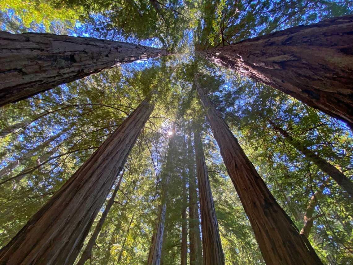 Redwood trees in the Cathedral Grove at Mailliard Ranch