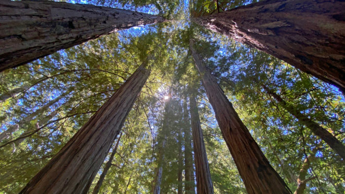 A landscape image showing the tips of redwood trees standing against a partially cloudy blue sky, peaking above a hillside filled with huckleberry and other brushy undergrowth.