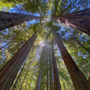 Save the Redwoods League closed the final phase of the Mailliard Ranch project in February 2021, protecting the property’s east ranch, including the 58-acre old-growth Cathedral Grove.  Photo by Marcos Castineiras, Save the Redwoods League.