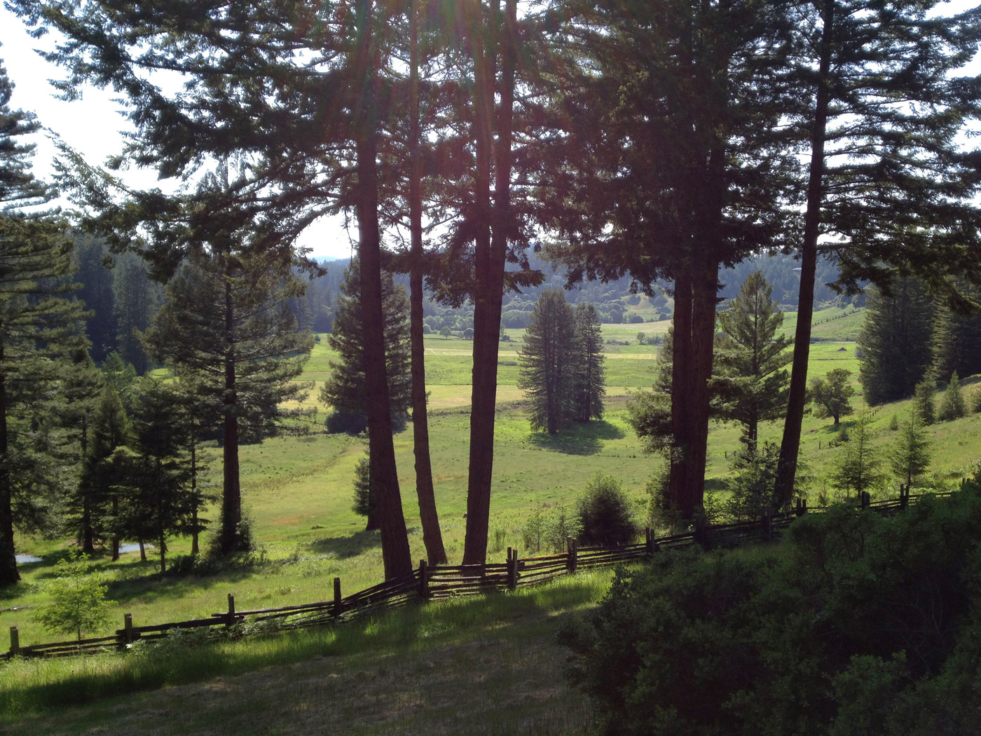 Landscape at Mailliard Ranch