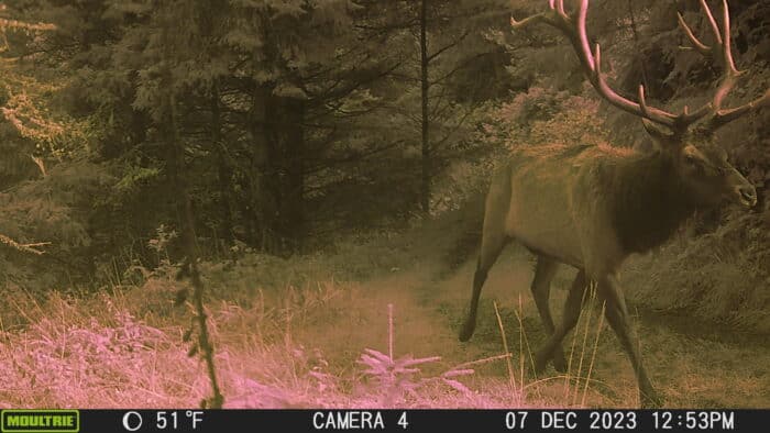 A huge Roosevelt elk ambles along a former logging road