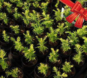 Give the gift of redwood seedlings. Photo by Mark Bult