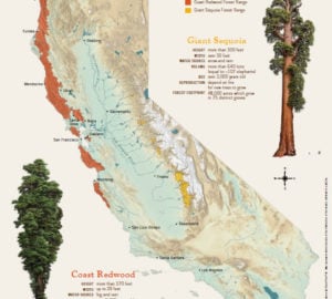 Education Poster: Coast Redwood and Giant Sequoia Map