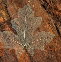 Maple leaf skeleton
