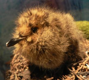 Marbled murrelets