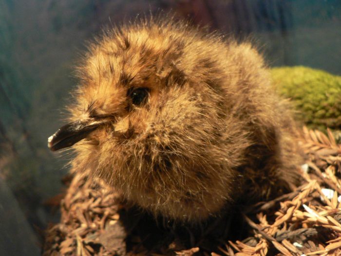 Marbled murrelets