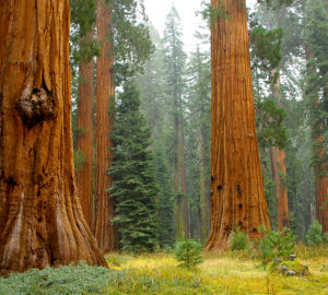 Mariposa Grove. Photo by jenkinson2455, Flickr Creative Commons