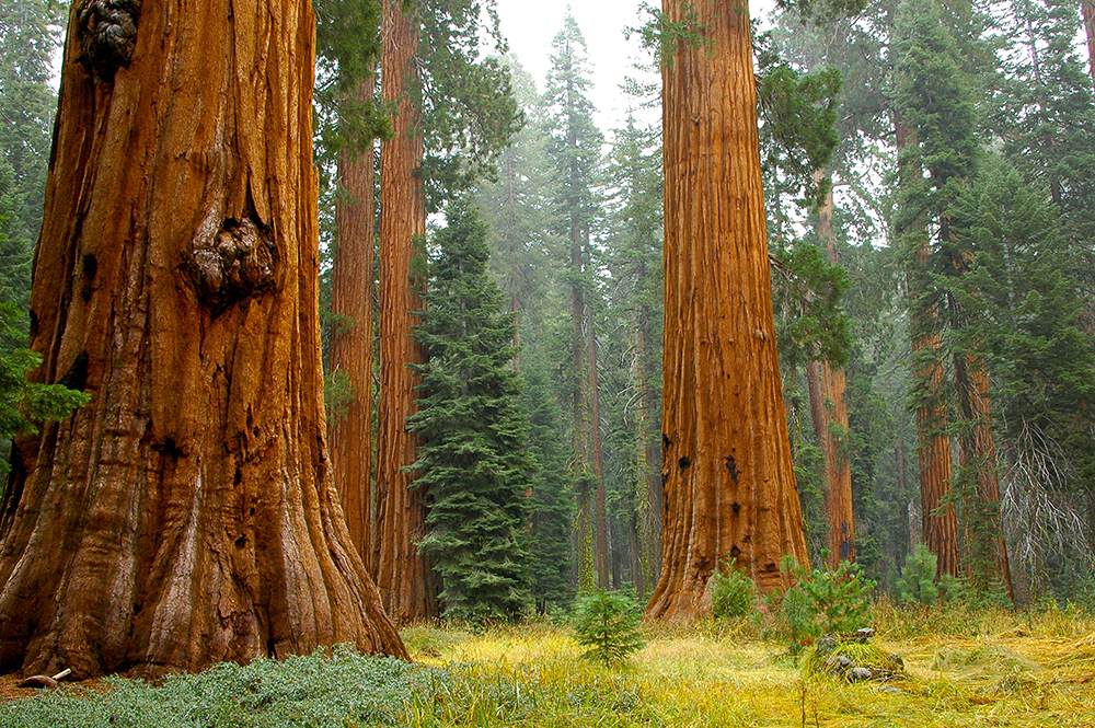 Mariposa Grove. Photo by jenkinson2455, Flickr Creative Commons