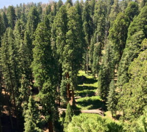 Mariposa Grove, photographed by a League researcher. Photo by Jim Campbell-Spickler