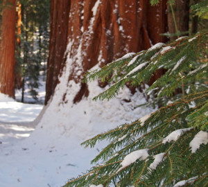 Mariposa Grove, Yosemite.