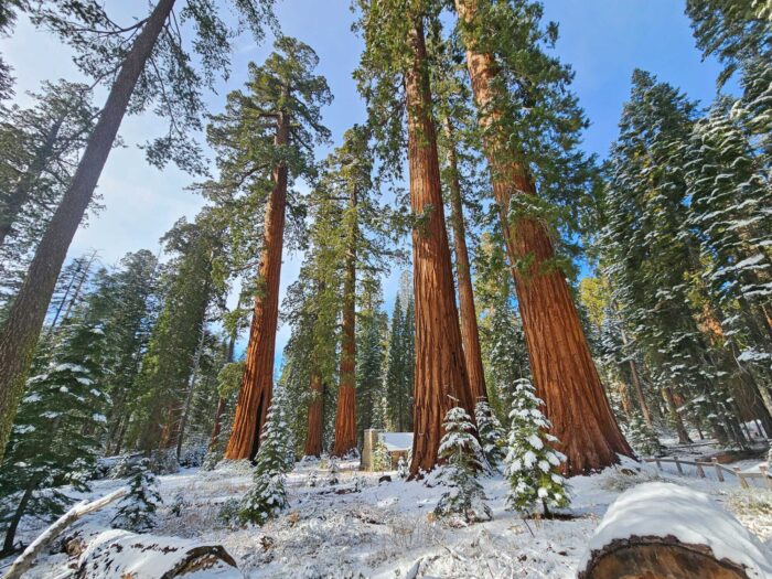 Mariposa Grove in winter