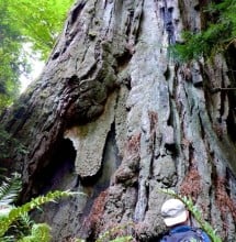 Massive old redwood